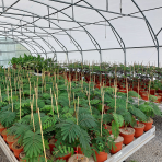 Albízia ružová (Albizia Julibrissin) ´TROPICAL DREAM´® - výška 30-50 cm, kont. C2L